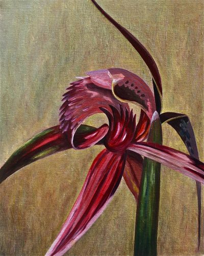 Crimson Spider Orchid - Oil on Canvas
