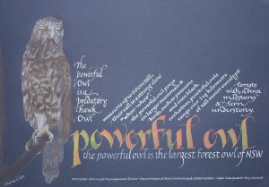 Powerful Owl, Drawn owl with calligraphy in a contemporary style, from a large body of work from a collaborative project called 'Night's Watch Parliament'.