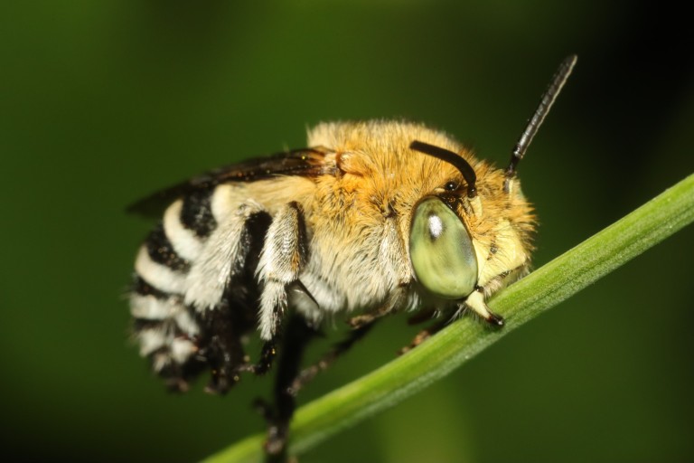 Macro Photography workshop