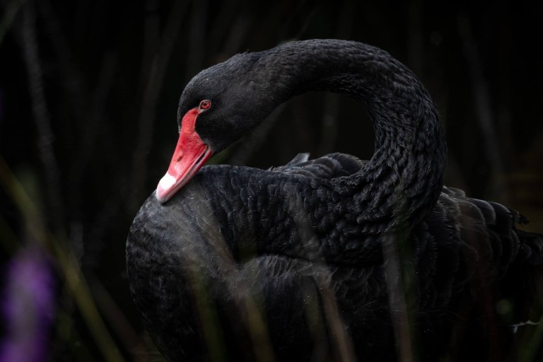 Rutherglen Bird Photography Weekend