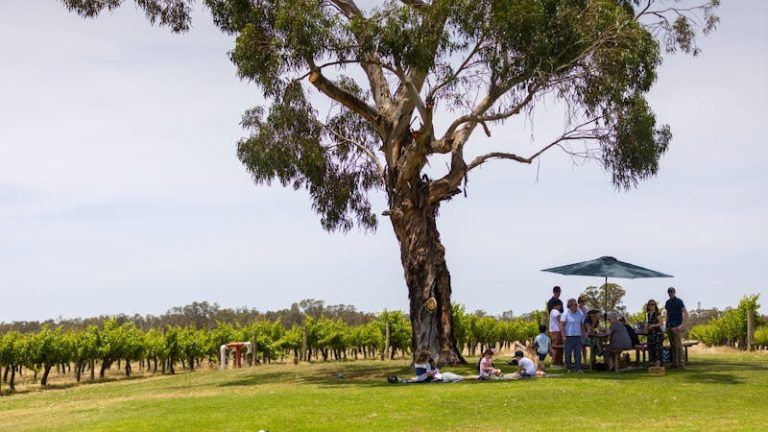 Music on the Murray at St Leonards Vineyard