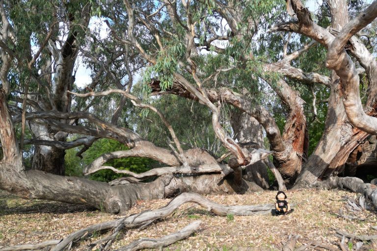 Ruth Davys: Mabinya, Wibiyanha, Wudhagarbinya.