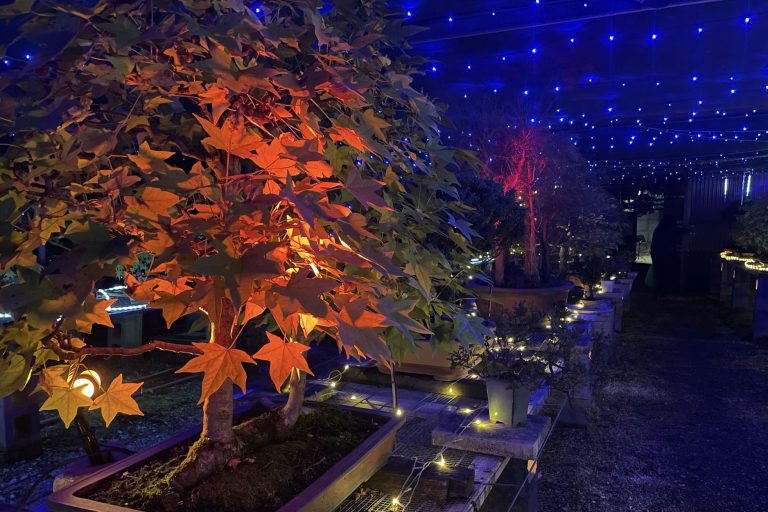 Bonsai Under Lights