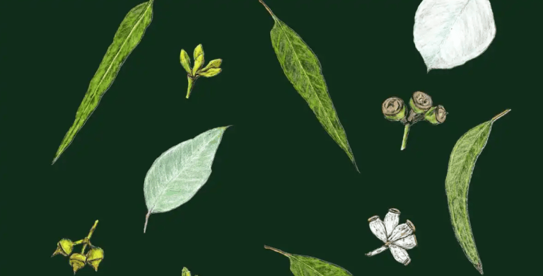 Exploring Eucalyptus through Nature Journaling