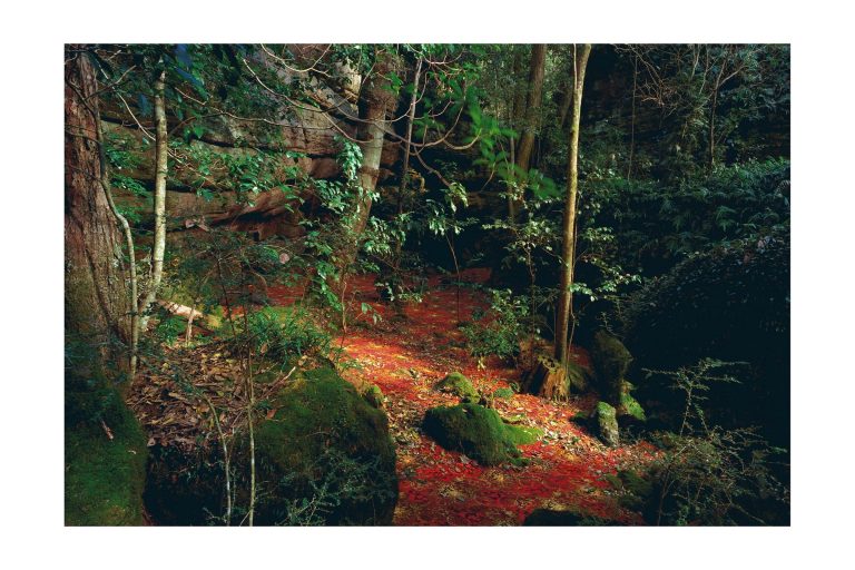 Rosemary Laing: Works from the Collection