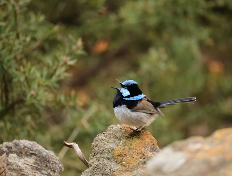 Nature’s Beauties II